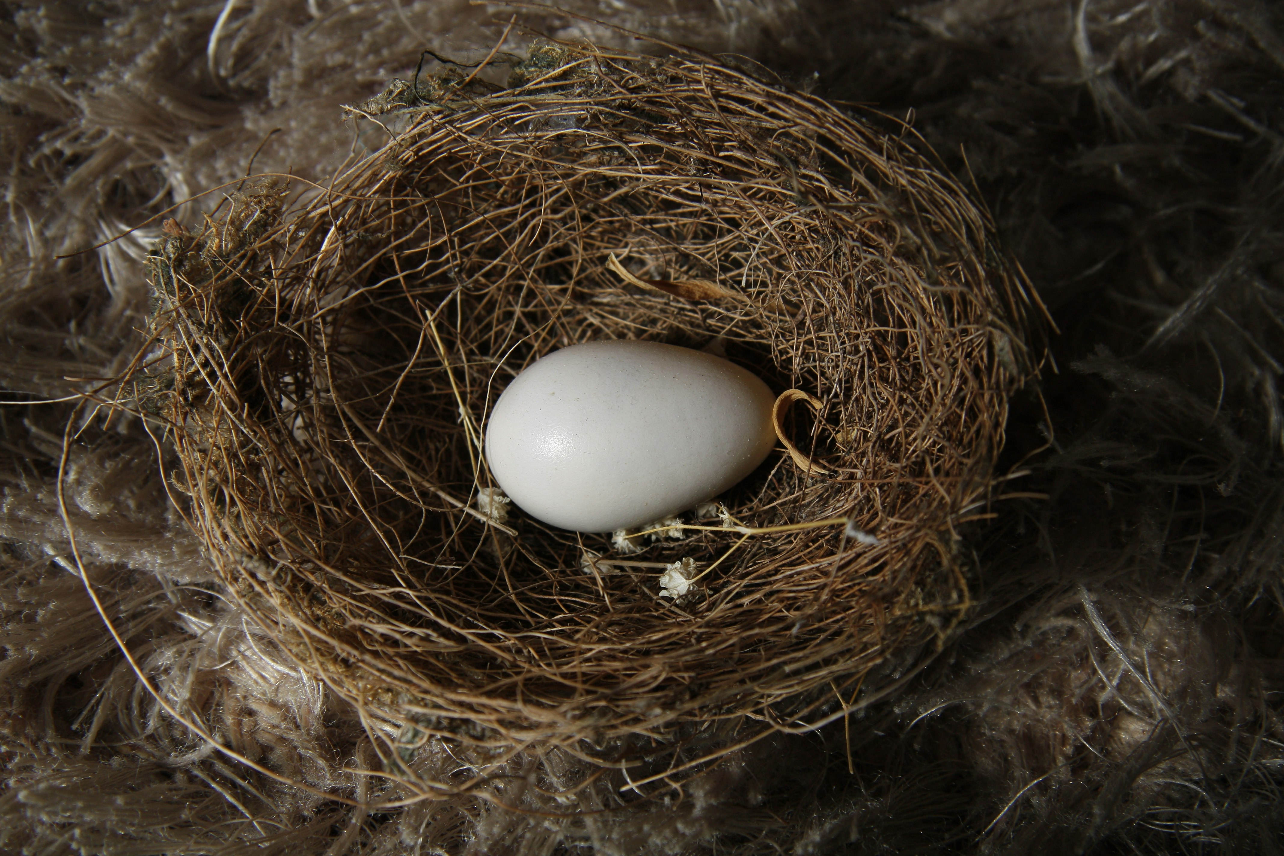 white egg on brown nest
